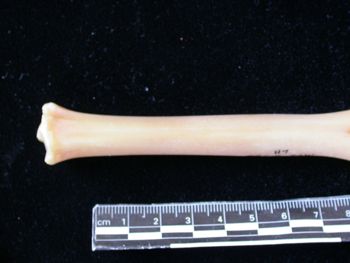 Media type: image;   Mammalogy 61368